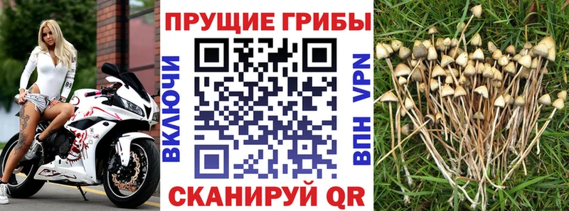 Псилоцибиновые грибы прущие грибы  Байкальск 